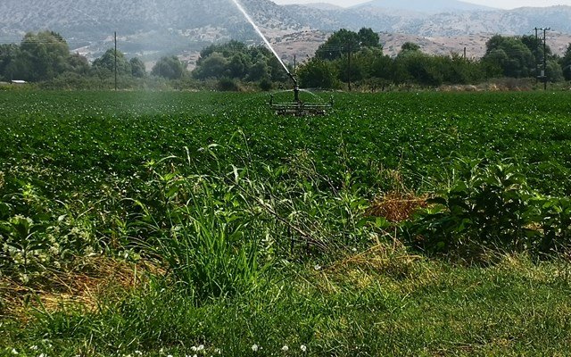Σήμερα στους λογαριασμούς των αγροτών η προκαταβολή της ενιαίας ενίσχυσης