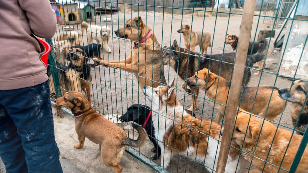 Δήμος Μυτιλήνης: Νέες ψηφιακές πλατφόρμες για τα αδέσποτα, τον εθελοντισμό και τη δημόσια διαβούλευση