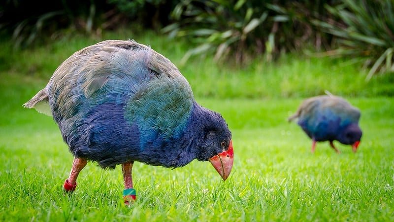 Prehistoric Bird Believed to Be Extinct Returns to the Wild prehistoric-bird-believed-to-be-extinct-returns-to-the-wild