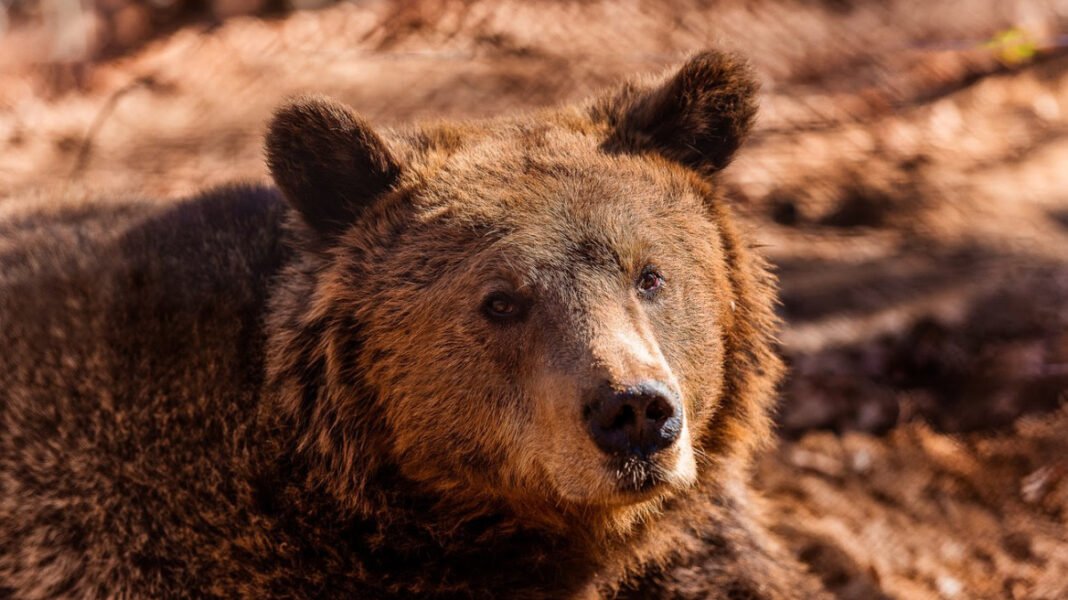 Αυξήθηκαν-οι-αρκούδες-στην-Ελλάδα,-αλλά-όχι-οι-ζημιές-που-προκαλούν:-Έρευνα-του-Αρκτούρου-με-δεδομένα-22-ετών