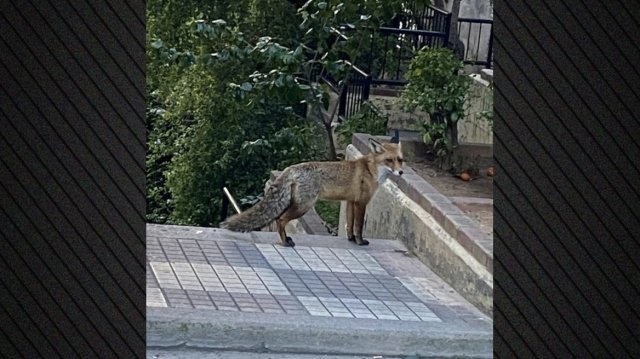 Αλεπού-εμφανίστηκε-να-κάνει-βόλτες-στο-Παγκράτι