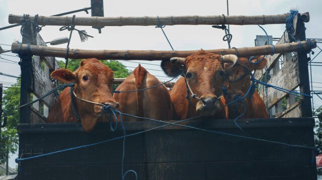 aνοιχτή-εκδήλωση-για-τη-μεταφορά-ζώντων-παραγωγικών-ζώων-από-την-«a-promise-to-animals»