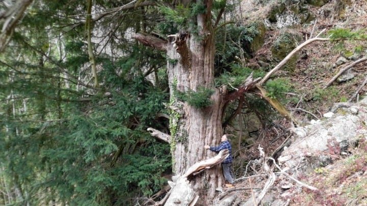 a-living-witness-to-history:-the-millennium-old-tree-of-lake-kerkini,-greece
