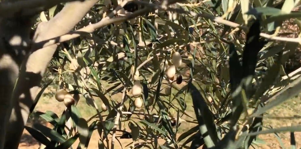 The Ancient Tree of Magna Graecia that Produces White Olives