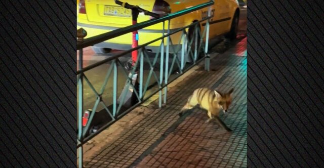 Αλεπού-κάνει-βόλτες-σε-κεντρικό-δρόμο-στο-Κολωνάκι,-δείτε-βίντεο