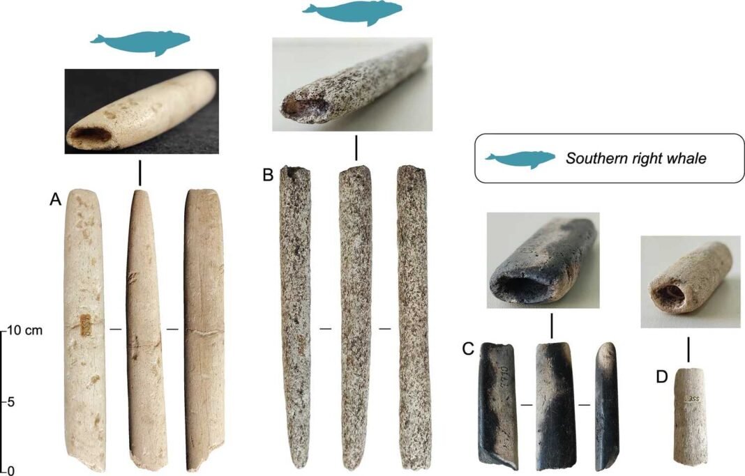 5,000-Year-Old Whale-Bone Harpoons Found in Brazil Reveal Early Indigenous Whaling