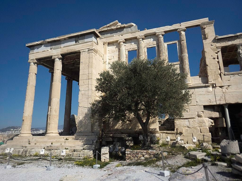 How Ancient Athens Protected Its Precious Olive Groves