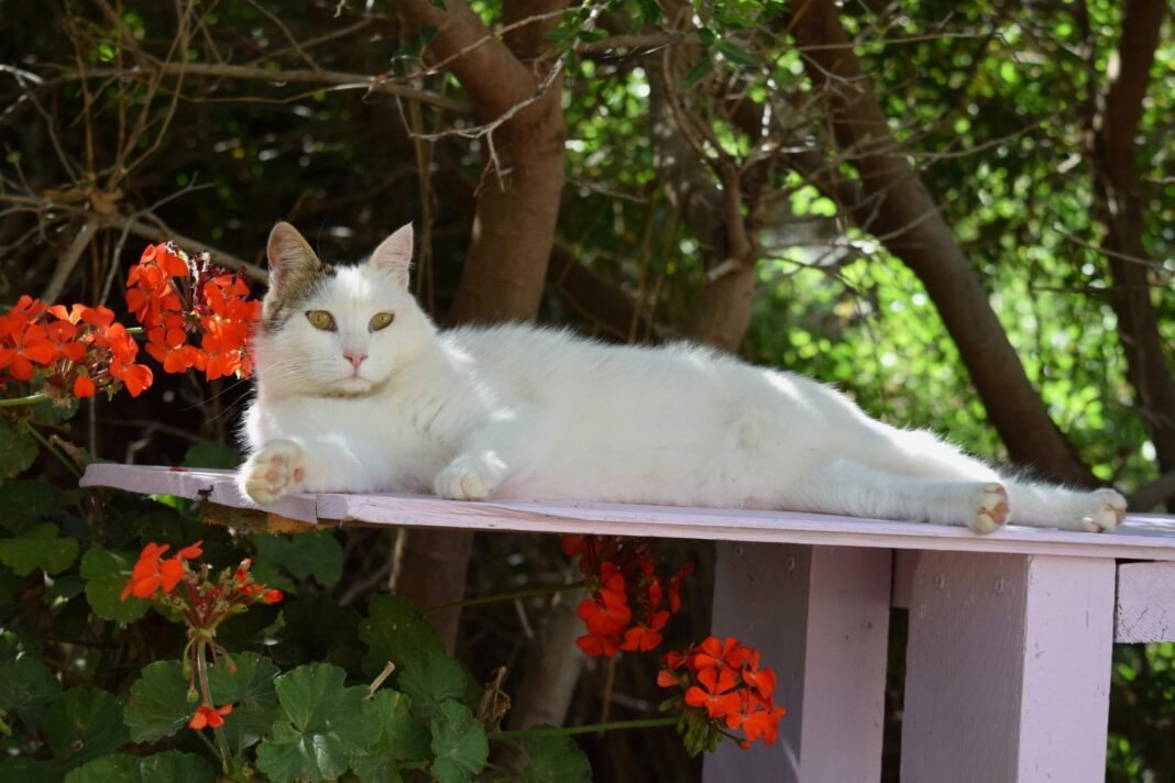 Free Housing on a Greek Paradise: Syros Cat Sanctuary Seeks Volunteers