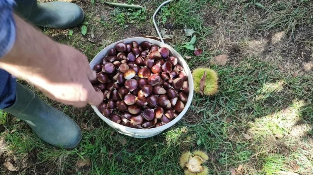 Στην-τελική-ευθεία-για-να-γίνει-ΠΟΠ-το-κάστανο-Πάικου,-που-διαθέτει-ιστορία-άνω-των-2.000-ετών