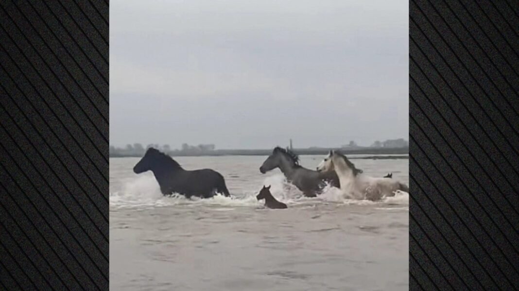 wild-horses-brave-the-rushing-currents-of-the-evros-delta-in-greece