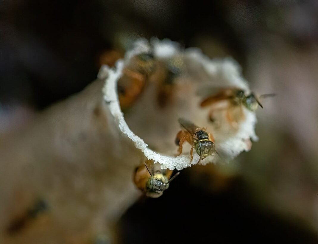 bees-become-first-insects-granted-legal-rights