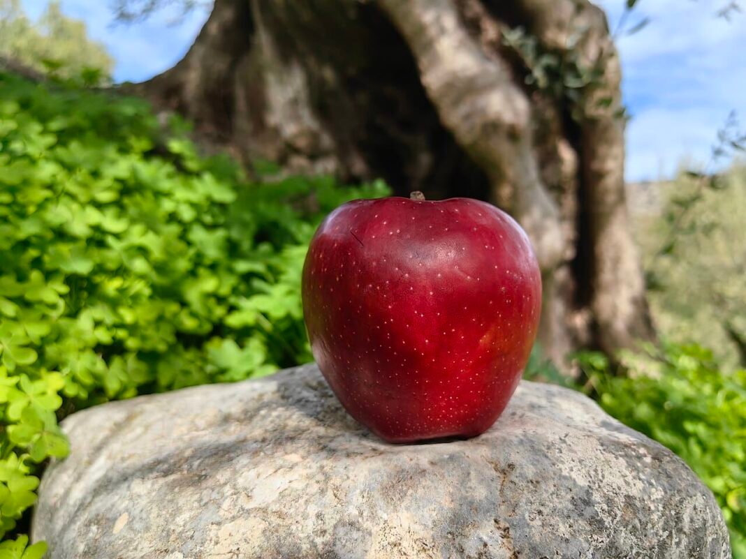Greek Apples Recognized as Best in the World