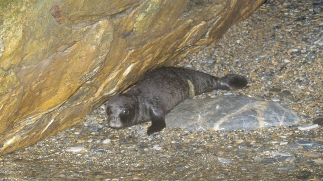 Ρεκόρ-στις-γεννήσεις-μεσογειακής-φώκιας-καταγράφηκε-στις-Σποράδες