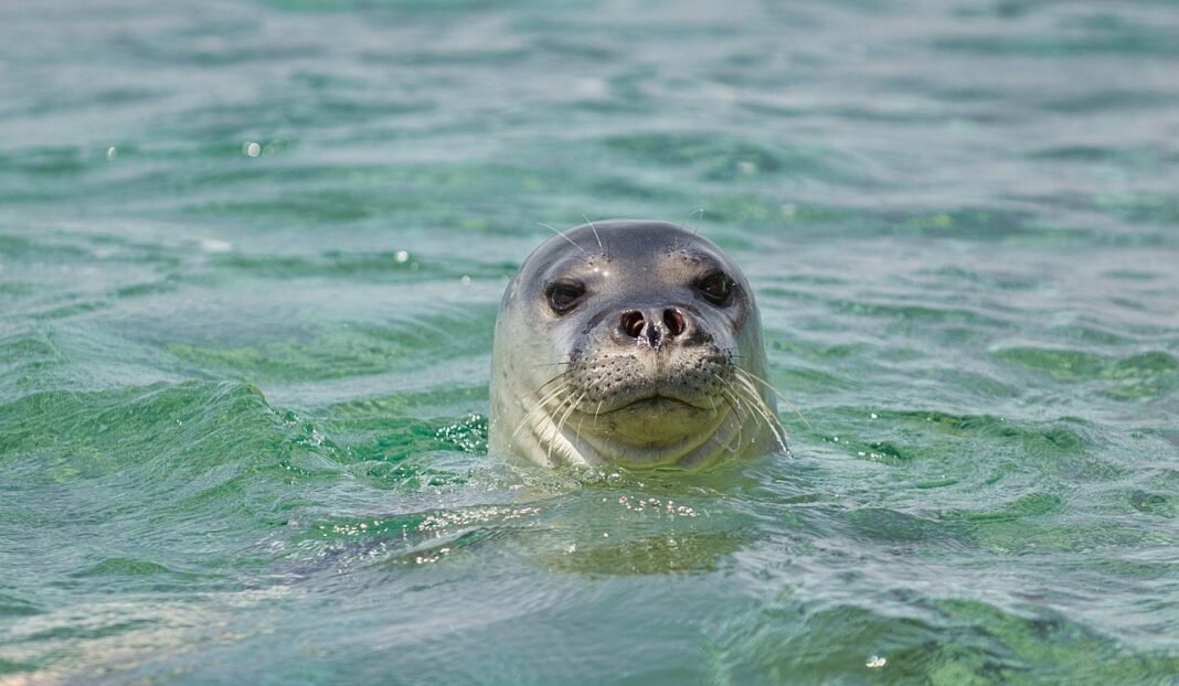 Record-Breaking Season for the Mediterranean Monk Seal in Greece