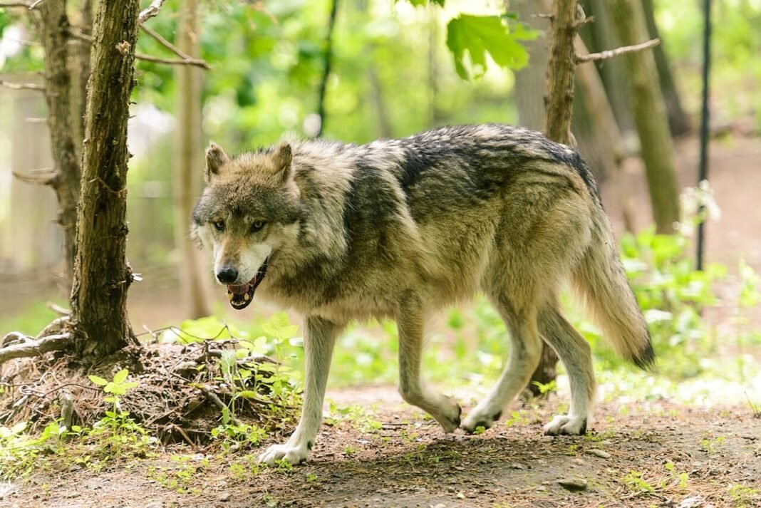 Wolf Attacks Increase Across Greece as Man Is Bitten Near Athens
