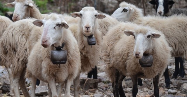 Συναγερμός στην επαρχία της Λάρνακας για αυξανόμενα κρούσματα αφθώδους πυρετού σε κτηνοτροφικές μονάδες