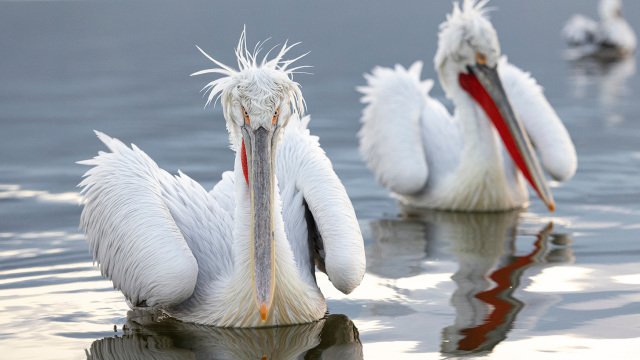 Η-φωτογραφία-του-αργυροπελεκάνου-στη-λίμνη-Κερκίνη-που-γοήτευσε-το-national-geographic
