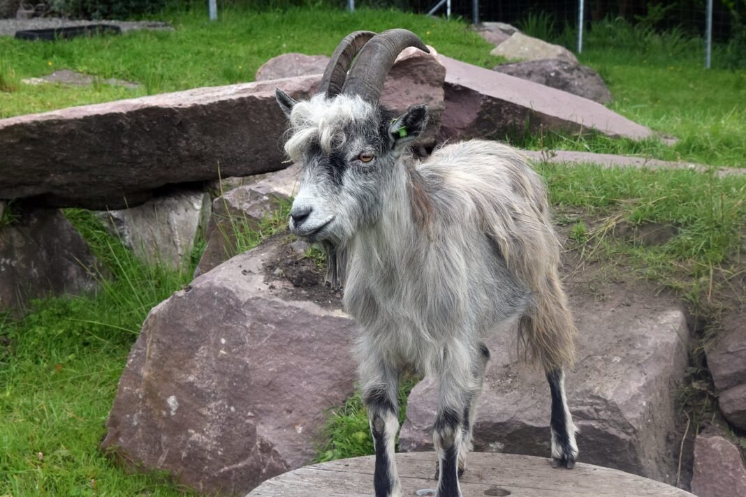 ancient-dna-reveals-old-irish-goat-breed-dates-back-to-bronze-age