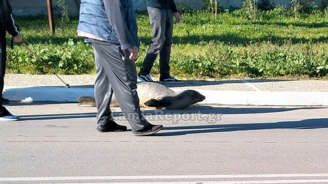 Φώκια-έχασε-το-δρόμο-της-και-βρέθηκε-200-μέτρα-μακριά-από-τη-θάλασσα-στην-Αρκίτσα,-δείτε-βίντεο