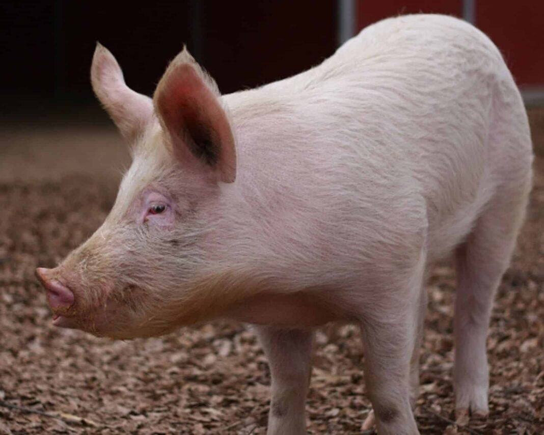 Doctors Perform World’s First Liver Failure Treatment Using Gene-Edited Pig Liver