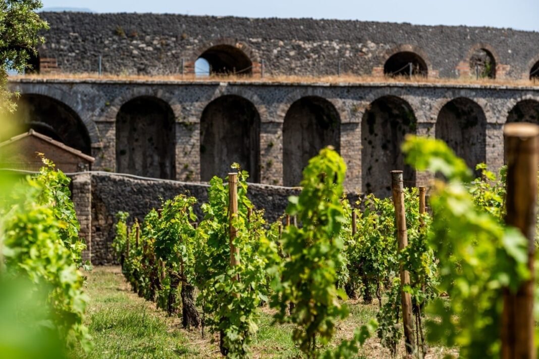 pompeii-brings-back-vineyards-buried-by-vesuvius-for-the-first-time-in-2,000-years
