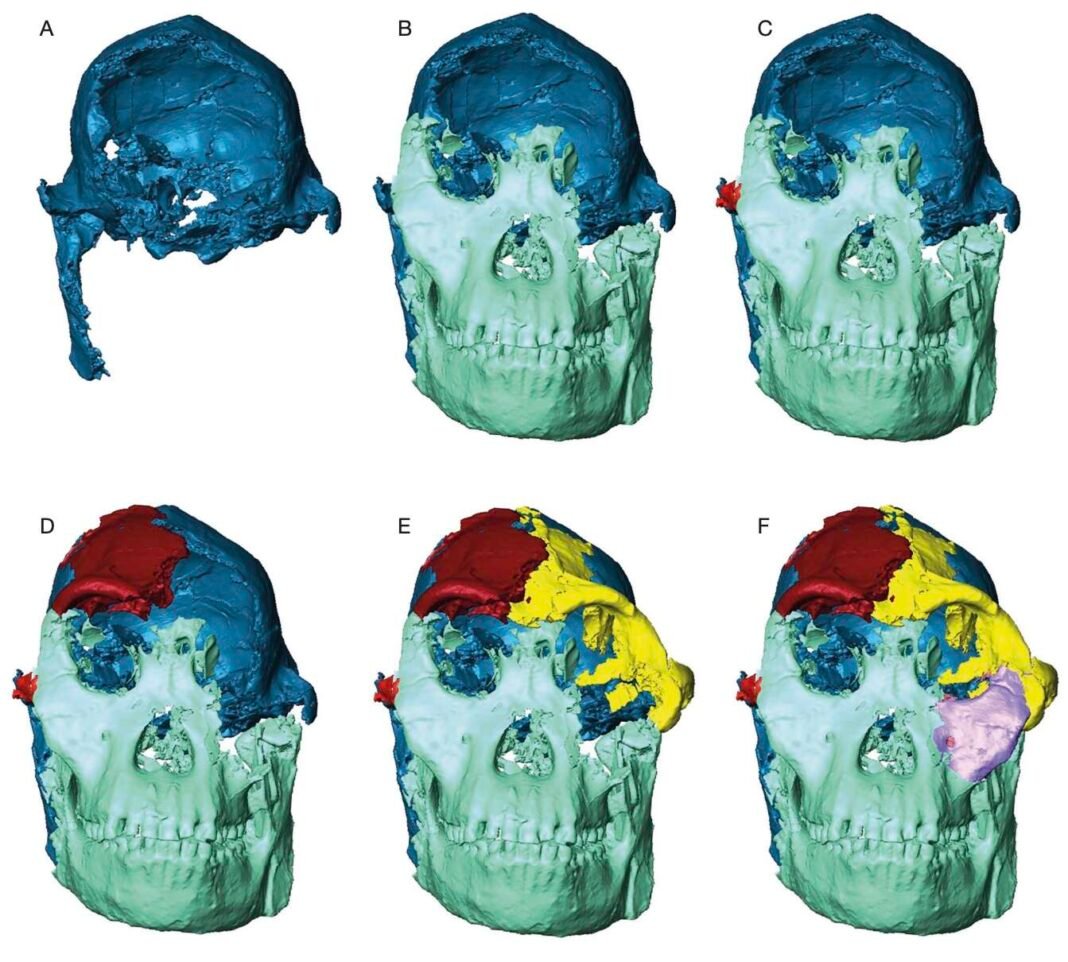 scientists-reconstruct-3.7-million-year-old-face-using-particle-accelerator