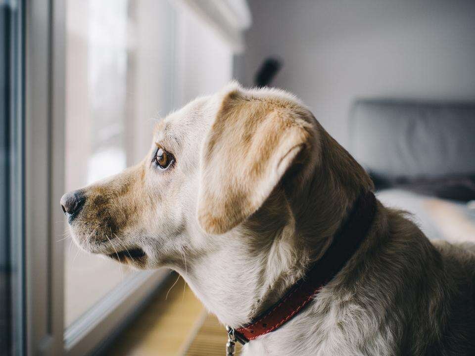 Cyprus Has Second Thoughts on Banning Pets at Emergency Shelters cyprus-has-second-thoughts-on-banning-pets-at-emergency-shelters