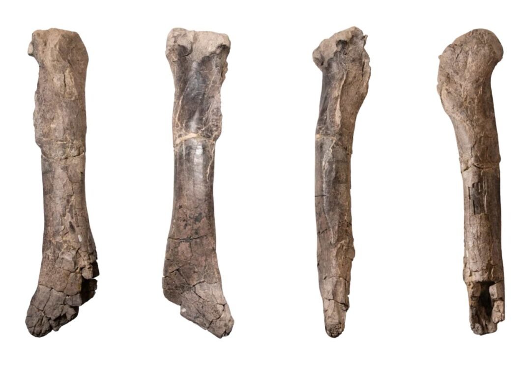 bone-found-in-new-mexico-reveals-early-ancestor-of-t.-rex