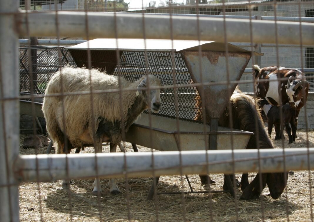Greece Reports First Foot-and-Mouth Disease Case in 25 Years greece-reports-first-foot-and-mouth-disease-case-in-25-years