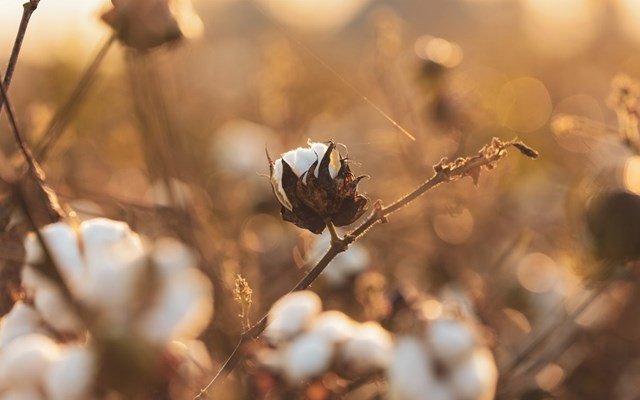 Στο επίκεντρο η επόμενη μέρα του ελληνικού βαμβακιού – Ποιότητα, εξωστρέφεια και βιωσιμότητα για έναν στρατηγικό κλάδο Στο-επίκεντρο-η-επόμενη-μέρα-του-ελληνικού-βαμβακιού-–-Ποιότητα,-εξωστρέφεια-και-βιωσιμότητα-για-έναν-στρατηγικό-κλάδο