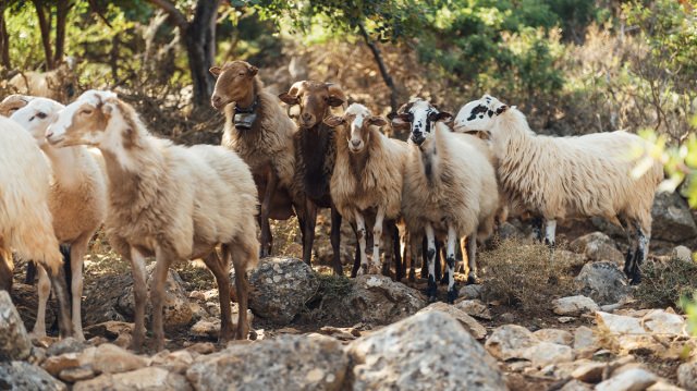 Στα όρια τους οι κτηνοτρόφοι της Λέσβου από τα κρούσματα αφθώδους πυρετού Στα-όρια-τους-οι-κτηνοτρόφοι-της-Λέσβου-από-τα-κρούσματα-αφθώδους-πυρετού