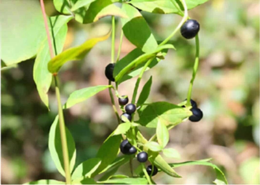 Scientists Discover Plant That Fools Birds With Fake Berries scientists-discover-plant-that-fools-birds-with-fake-berries
