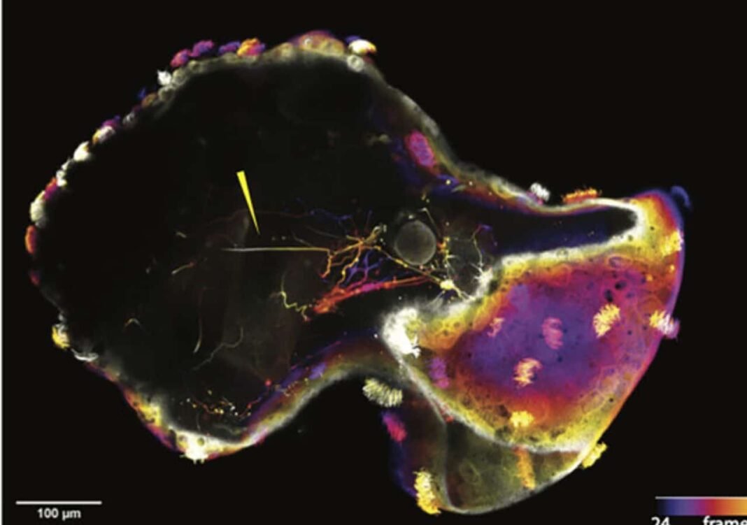 Harvard Scientists Build Living Robots With Nervous Systems From Frog Cells harvard-scientists-build-living-robots-with-nervous-systems-from-frog-cells