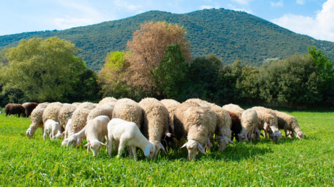 Αυξάνονται-τα-κρούσματα-αφθώδους-πυρετού-στη-Λέσβο,-έφτασαν-τα-43-συνολικά