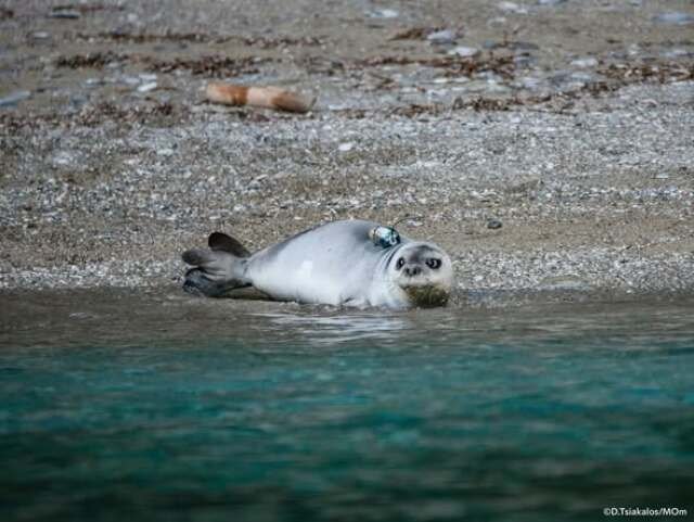 Η-μεγάλη-μέρα-έφτασε,-η-μικρή-φώκια-με-το-όνομα-Καλυψώ-επέστρεψε,-υγιής-και-δυνατή,-στην-ανοιχτή-θάλασσα