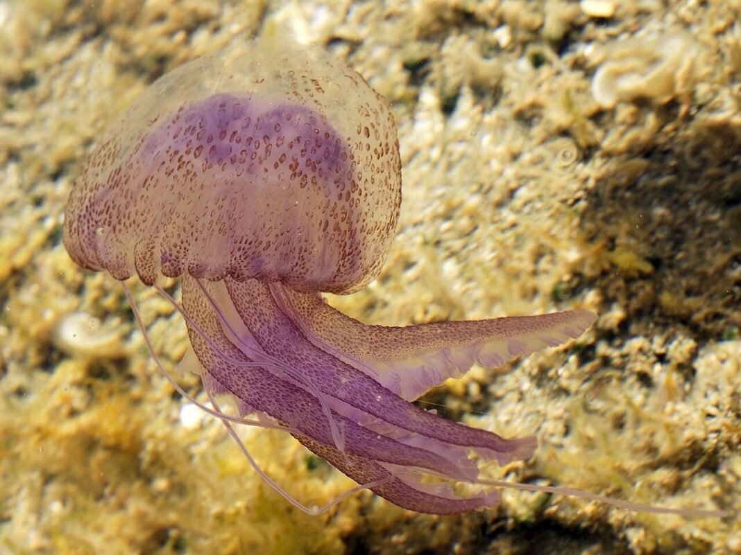 greece’s-beaches-hit-by-purple-jellyfish-surge-as-sea-temperatures-rise