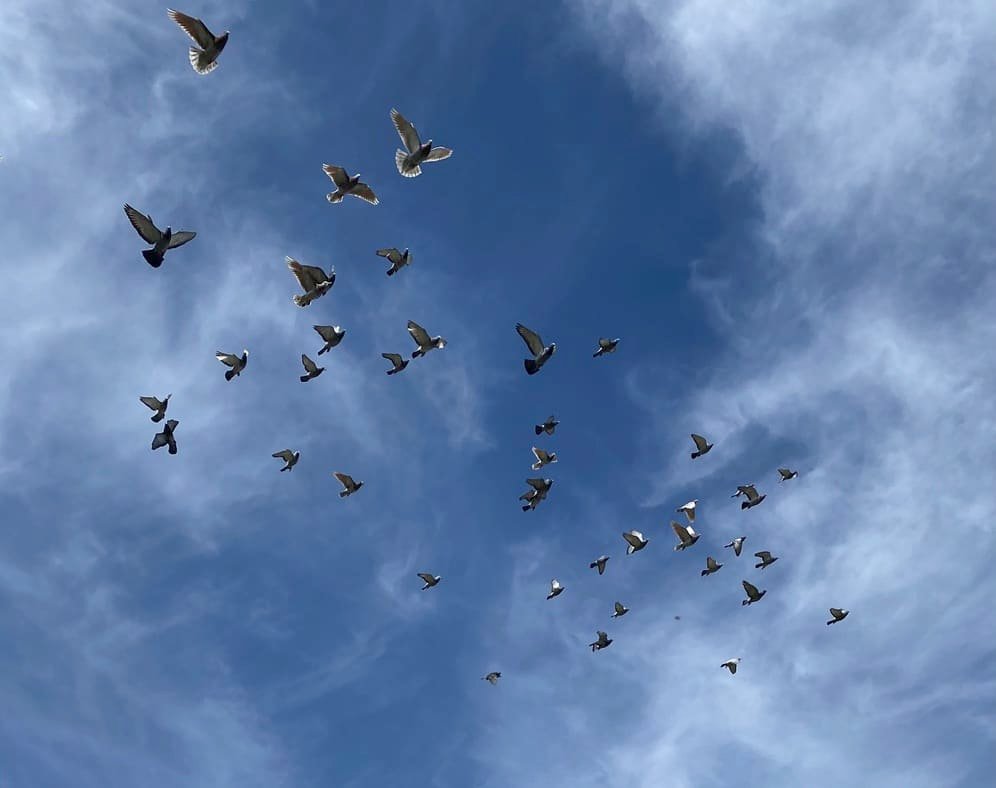 Pigeons’ Liver May Contain a Magnetic Sensor That Guides Navigation pigeons’-liver-may-contain-a-magnetic-sensor-that-guides-navigation