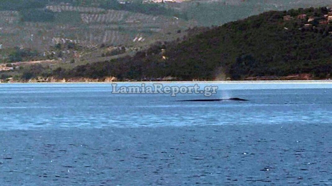 Βίντεο: Φάλαινα εμφανίστηκε ανοιχτά του Θεολόγου, στον Βόρειο Ευβοϊκό Βίντεο:-Φάλαινα-εμφανίστηκε-ανοιχτά-του-Θεολόγου,-στον-Βόρειο-Ευβοϊκό