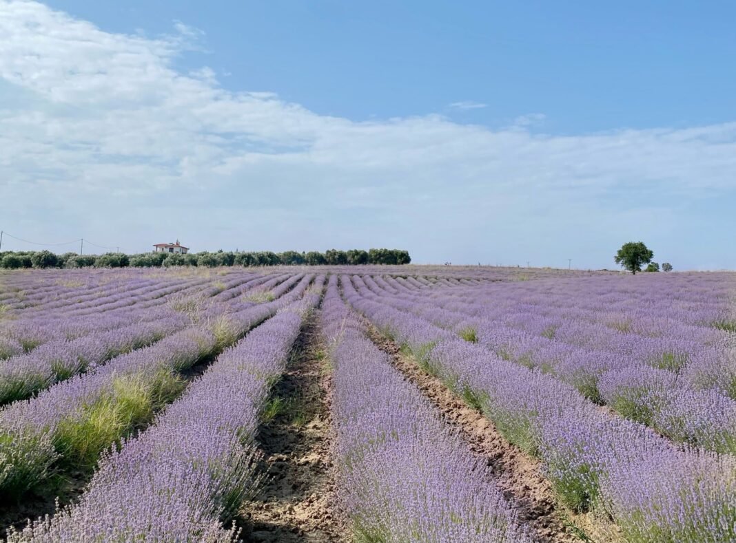 lavender,-a-greek-treasure-since-ancient-times