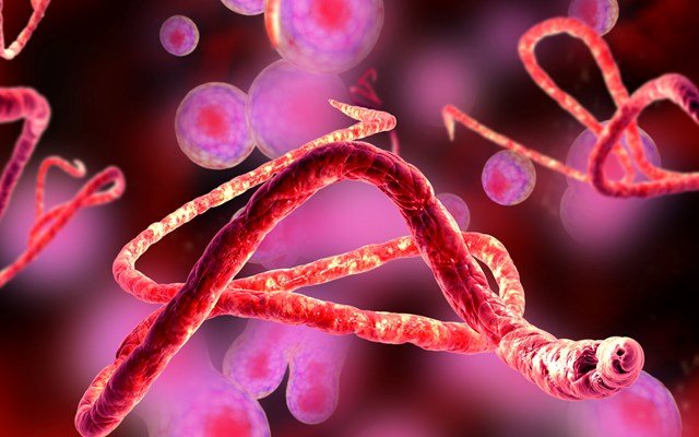 ΕΕ: Έκτακτη τηλεδιάσκεψη των υπουργών Υγείας για την επιδημία Έμπολα στην κεντρική Αφρική ΕΕ:-Έκτακτη-τηλεδιάσκεψη-των-υπουργών-Υγείας-για-την-επιδημία-Έμπολα-στην-κεντρική-Αφρική