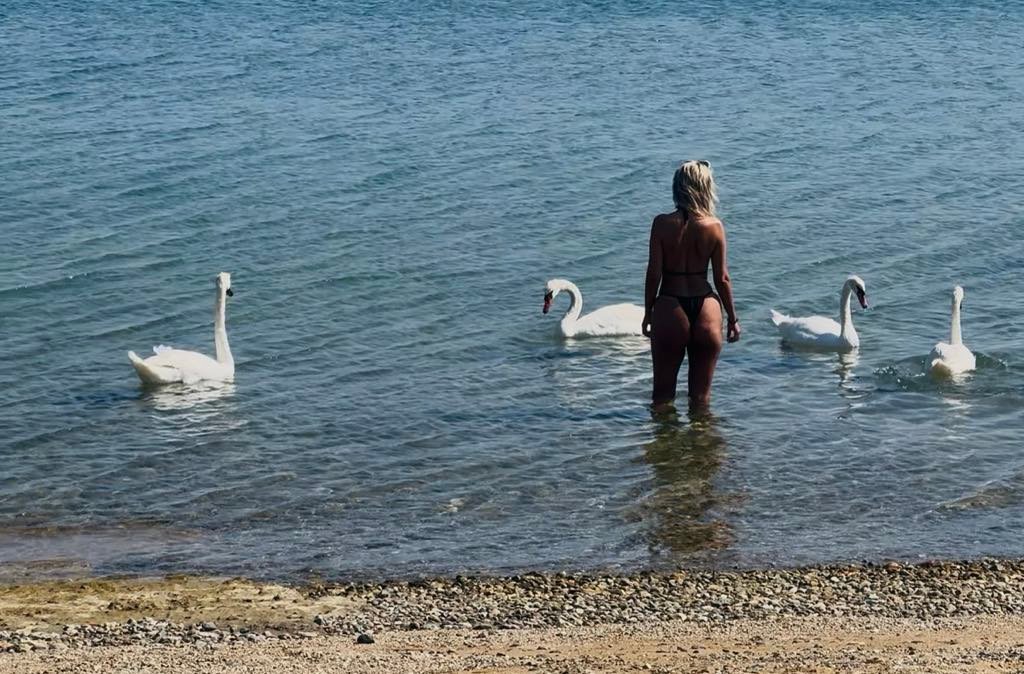 Swimming With the Graceful Swans of Edipsos in Greece swimming-with-the-graceful-swans-of-edipsos-in-greece