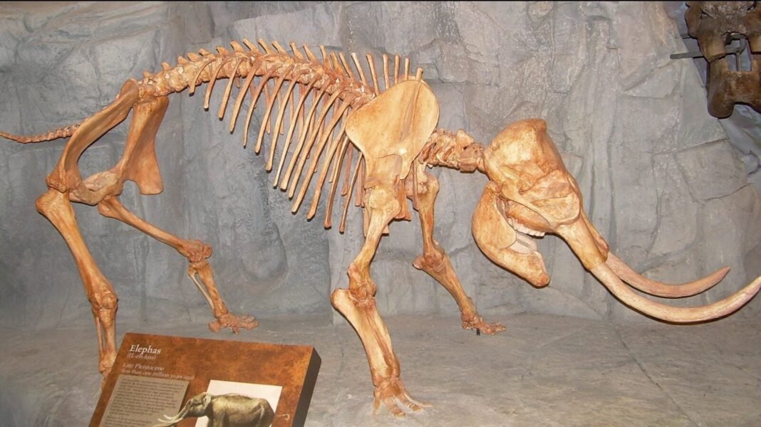 Did the Mycenaeans Encounter the Rare Dwarf Elephants of the Aegean? did-the-mycenaeans-encounter-the-rare-dwarf-elephants-of-the-aegean?
