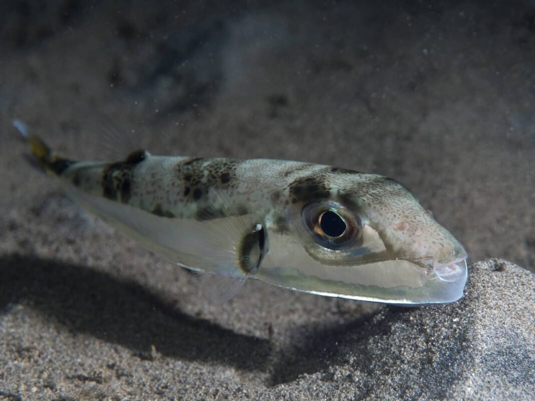 Greece’s Toxic Pufferfish: What Swimmers and Fishermen Need to Know greece’s-toxic-pufferfish:-what-swimmers-and-fishermen-need-to-know