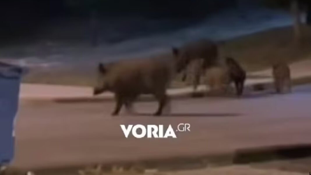 Αγριογούρουνα-κάνουν-«βόλτα»-δίπλα-από-πάρκο-στη-Θεσσαλονίκη,-δείτε-βίντεο