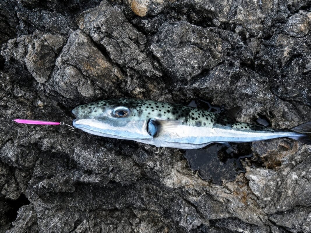 Greece Plans Paid Bounty on Toxic Pufferfish greece-plans-paid-bounty-on-toxic-pufferfish
