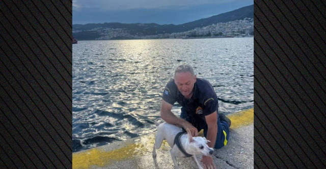 Πυροσβέστης έσωσε σκύλο που πάλευε εξαντλημένος στη θάλασσα στην Καβάλα Πυροσβέστης-έσωσε-σκύλο-που-πάλευε-εξαντλημένος-στη-θάλασσα-στην-Καβάλα