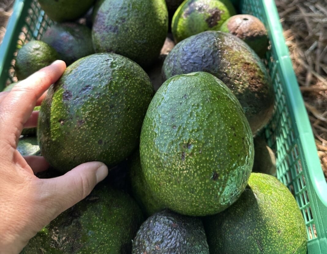 From Waste to Wellness: How Crete’s Avocado Crop is Fueling a Zero-Waste Future from-waste-to-wellness:-how-crete’s-avocado-crop-is-fueling-a-zero-waste-future