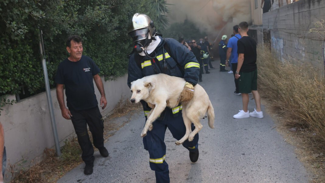 Μέσα στους καπνούς και τη φωτιά: Η στιγμή που πυροσβέστης σώζει σκύλο στο Ηράκλειο Μέσα-στους-καπνούς-και-τη-φωτιά:-Η-στιγμή-που-πυροσβέστης-σώζει-σκύλο-στο-Ηράκλειο