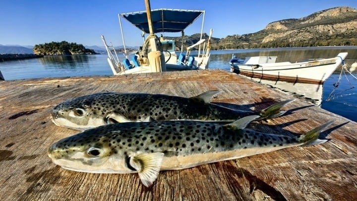 Greece Launches $6-Per-Kilo Bounty on Invasive Pufferfish greece-launches-$6-per-kilo-bounty-on-invasive-pufferfish
