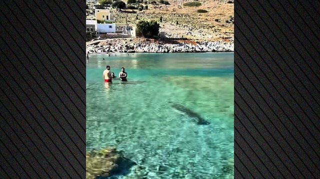 Φώκια εμφανίστηκε σε παραλία της Σύμης και κολύμπησε δίπλα στους λουόμενους, δείτε βίντεο Φώκια-εμφανίστηκε-σε-παραλία-της-Σύμης-και-κολύμπησε-δίπλα-στους-λουόμενους,-δείτε-βίντεο